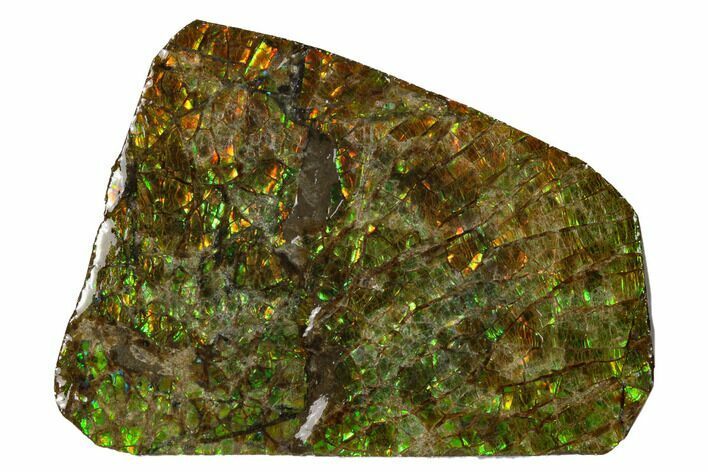 Iridescent Ammolite (Fossil Ammonite Shell) - Alberta, Canada #147470